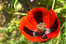 В Саратовской области распустились сотни диких маков